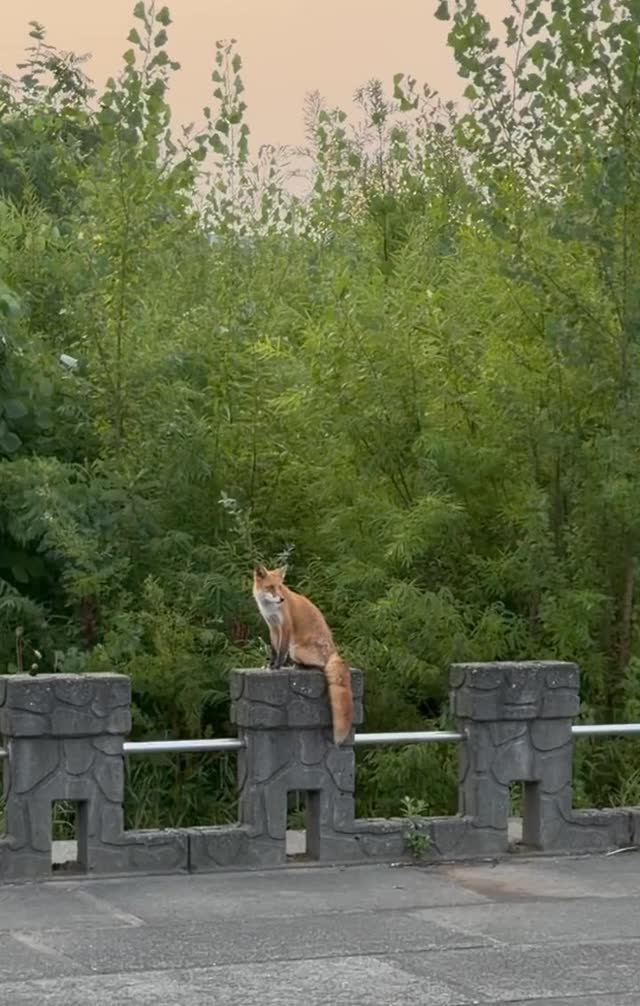 札幌豐平川石欄上坐著的狐狸
