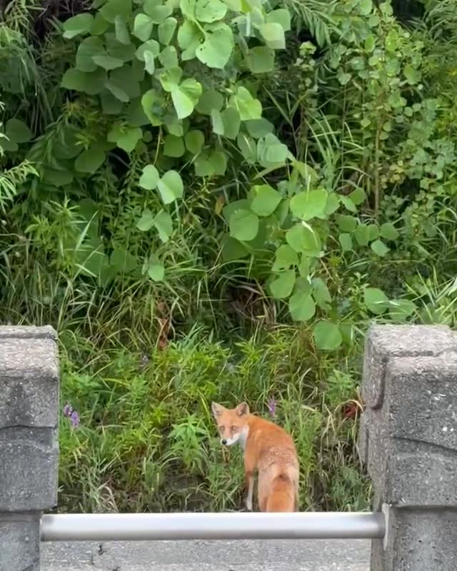 透過石欄回眸看鏡頭的狐狸