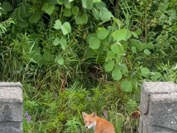 清晨四點，在札幌遇見狐狸夫妻：這就是我喜歡北海道生活的理由