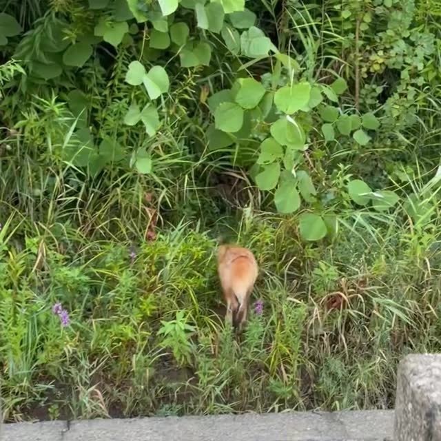 狐狸從背後鑽進河岸草叢